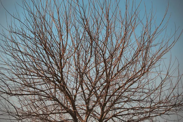 Голые Ветви Дерева Фоне Голубого Неба — стоковое фото