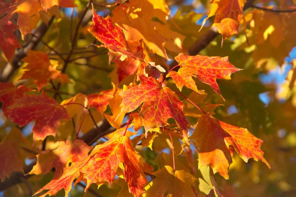 Селективный Снимок Цветка Оранжевый Желтый Кленовые Листья Солнечным Светом Дереве — стоковое фото