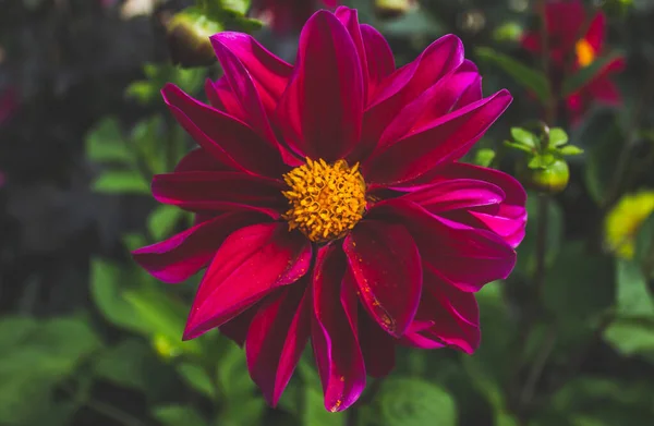 Zbliżenie Ujęcie Dahlia Biskup Llandaff Kwiat — Zdjęcie stockowe