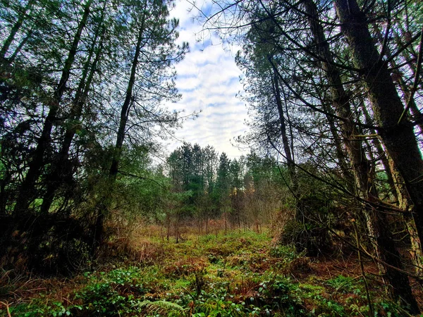 Una Vista Panorámica Del Bosque Pinos Con Árboles Densos Altos — Foto de Stock