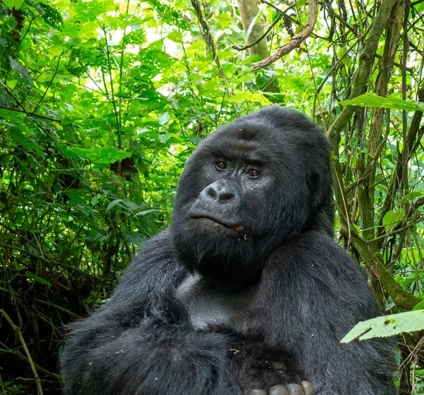 Retrato Gorila Parque Nacional Virunga Valle Del Rift Albertino Parte — Foto de Stock