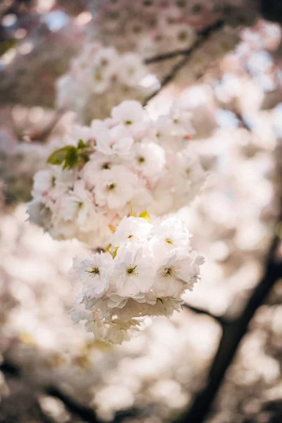 Vertikal Bild Rosa Blommor Våren Paris Frankrike — Stockfoto