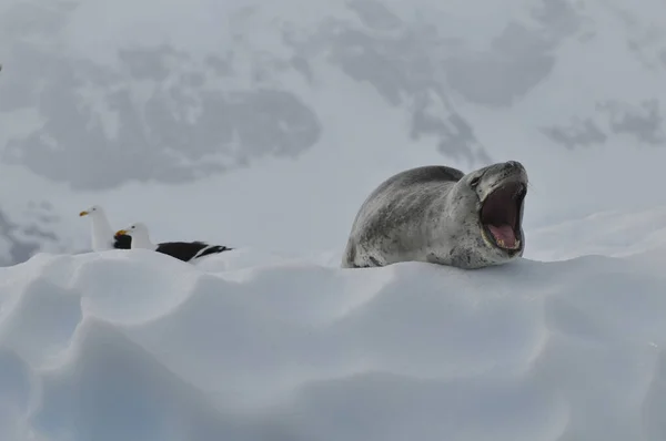 a roaring leopard seal next to dominican gulls on an ice floe