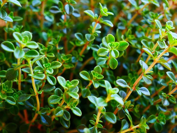緑の多肉植物のクローズアップの美しい写真 — ストック写真