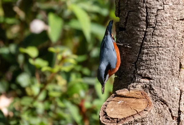 Oiseau Coloré Assis Sur Une Branche — Photo