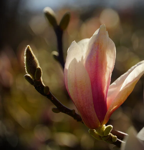 Colpo Verticale Ramoscelli Illuminati Dal Sole Fiori Albero Magnolia — Foto Stock