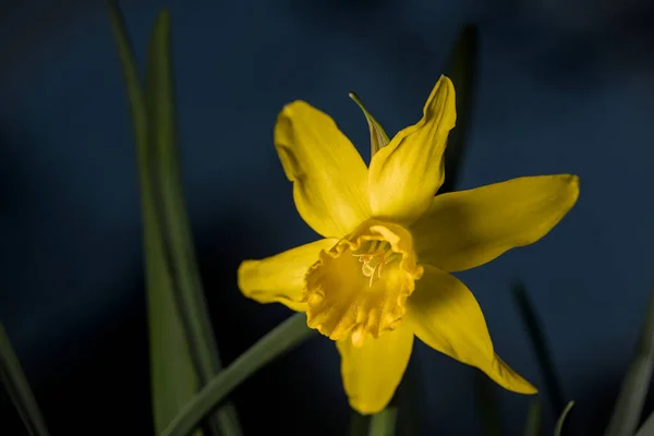 Tiro Close Daffodil Amarelo — Fotografia de Stock