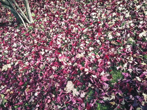 장미꽃 꽃봉오리의 — 스톡 사진