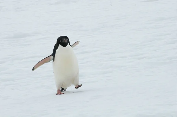 Primo Piano Simpatico Pinguino Adelie Che Cammina Lastrone Ghiaccio — Foto Stock