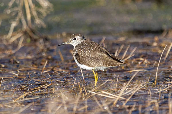 Gros Plan Bécasseau Solitaire Perché Sur Champ — Photo