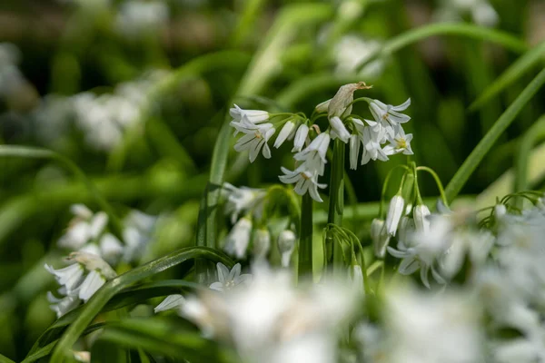 A closeup shot of white garlic flowers in the spring