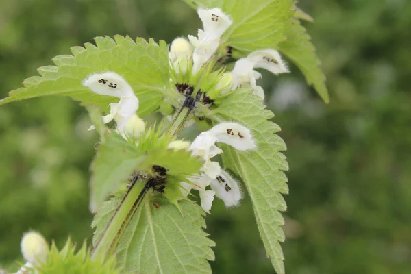 Closeup Lamium Album Commonly Called White Nettle White Dead Nettle — Stock Photo, Image