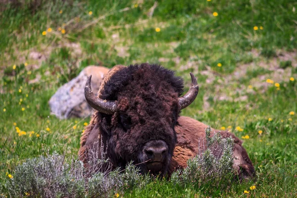 Знімок Зубра Лежить Території Національного Парку Єллоустоун Штат Монтана Сша — стокове фото