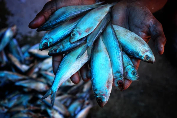Las Manos Del Pescador Sosteniendo Pescado Recién Capturado —  Fotos de Stock