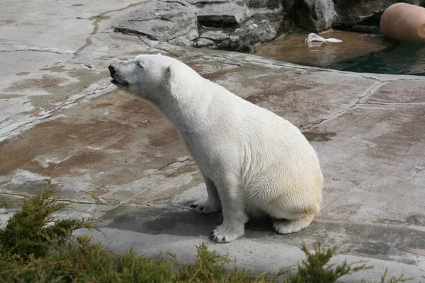 Ours Polaire Assis Sur Sol Pavé Dans Zoo — Photo