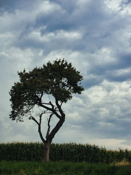 Bulutlu Bir Gökyüzünün Altındaki Bir Tarlada Güzel Bir Ağaç Manzarası — Stok fotoğraf