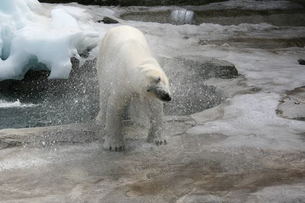 北极熊在动物园里吃东西时 站在水边冰面上的北极熊 — 图库照片
