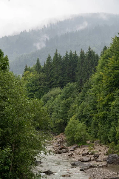 Vertikální Záběr Mělké Řeky Protékající Mlžným Lesem Bavorských Alpách Jižním — Stock fotografie