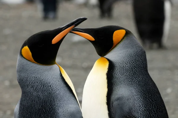 Closeup Shot Two Emperor Penguins Kissing Royalty Free Stock Images
