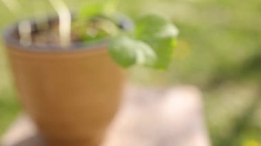 Bir saksıdaki kavun bitkilerinin yakın çekimi.