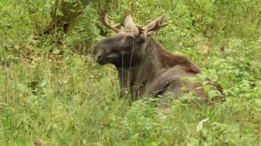Yeşil ormandaki bir geyik manzarası