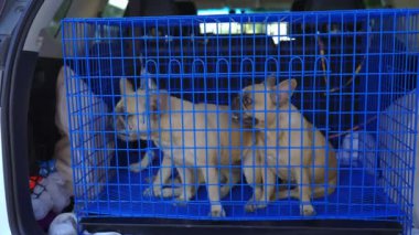 Bir arabanın arkasında kafeste üç sevimli Fransız Bulldog.