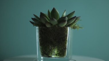 Aloe Vera 'nın cam bir vazoda güzel bir fotoğrafı.