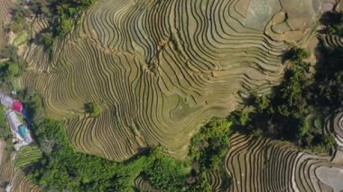 Vietnam 'daki Sapa pirinç tarlalarının kuş bakışı görüntüsü.