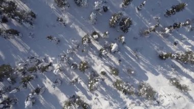 Ormanda karla kaplı ağaçlarla dolu güzel bir kış manzarasının insansız hava aracı görüntüsü.