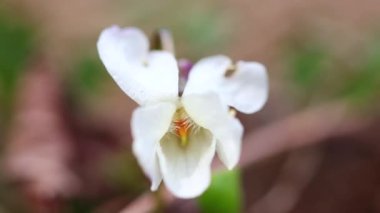 Bulanık bir arkaplanda beyaz bir viyola kokusu..
