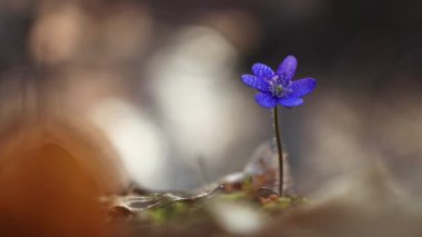 Orman zemininde çiy damlaları olan mor bir Hepatica transsilvanica çiçeğinin seçici bir odağı