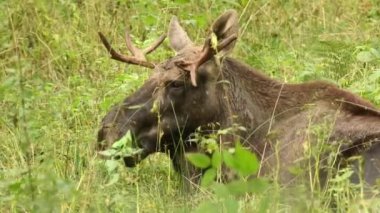 Yeşil ormandaki bir geyik manzarası