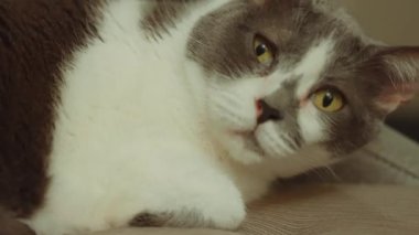 Dişi Yetişkin Calico Yatan Kedi