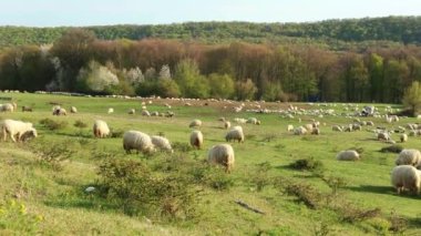 Güneşli bir günde yeşil bir tepede otlayan bir koyun sürüsü