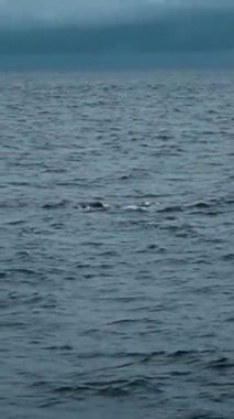 Mavi denizde bir balina kuyruğu