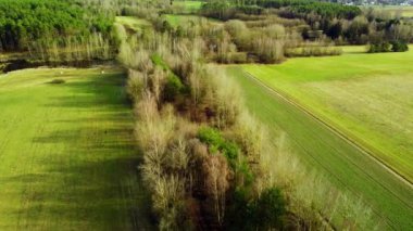 Yeşil vadiler arasında çizgili yapraksız kuru ağaçların havadan görünüşü