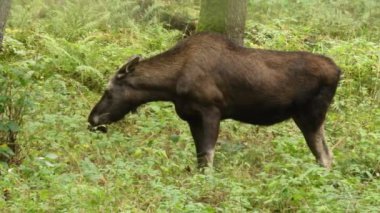 Yeşil ormandaki bir geyik manzarası