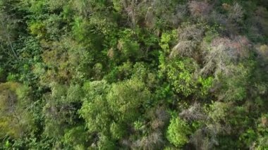Drone Dağı 'nın üzerinde uçuyor. Tabor sarı Poui ağacını gösteriyor.