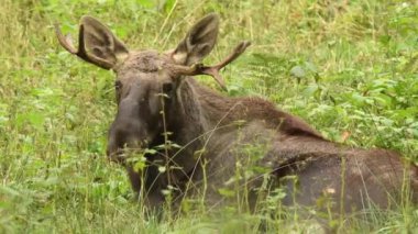Yeşil ormandaki bir geyik manzarası