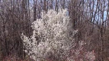 Şiddetli rüzgâr ormandaki çiçek açan ağaçlara saldırıyor.