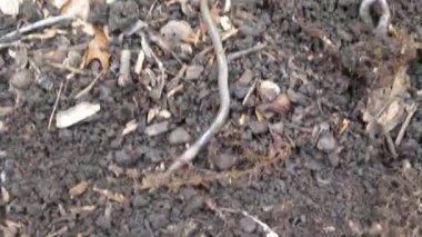 Yavaş bir solucanın (Anguis Fragilis) kayaların üzerinde sürünürken çekilmiş yakın çekim görüntüleri.