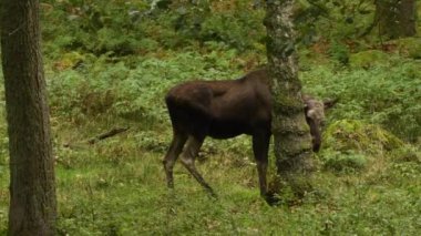 Yeşil ormandaki bir geyik manzarası