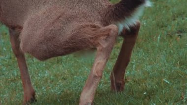 Siyah Kuyruklu Geyik (Odocoileus hemionus columbianus