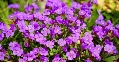 Bir demet güzel Unutma beni çiçekleri