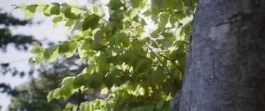 Ağaç gövdesinin arkasında sallanan yapraklar..