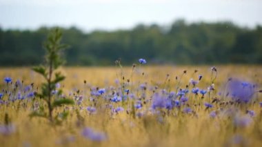 Almanya 'nın bir tarlasında rüzgarda esen yabani çiçeklerin yakın çekim görüntüleri.