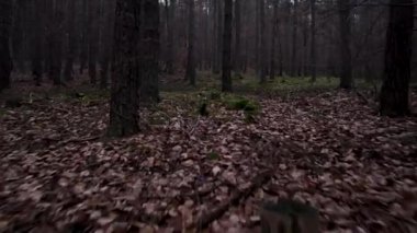 Almanya, Bavyera 'da düşen yaprakları ve yüksek ağaçları olan bir ormanın insansız hava aracı görüntüsü.