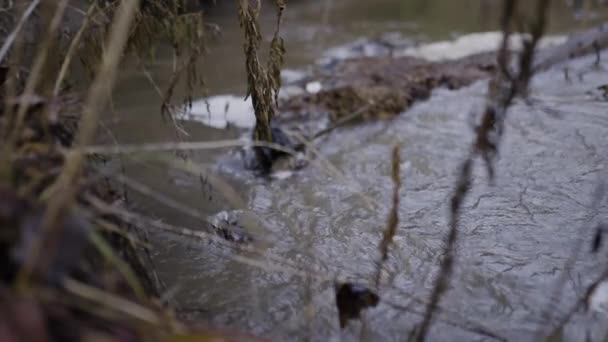 Eine Zeitlupe Von Wasser Fließt Auf Den Felsen Und Baumstücken — Stockvideo