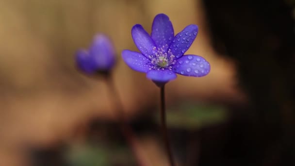 Вибірка Квітки Хепатіки Транссильваніки — стокове відео