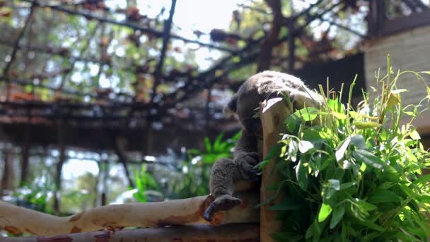 Lindo Koala Dormido Zoológico — Vídeos de Stock